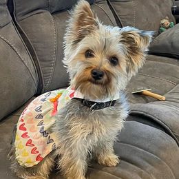 Mila - Yorkshire Terrier