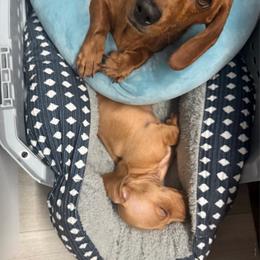 Pearl - Red female Dachshund puppy in Maben, Mississippi from Glamorous Doxies