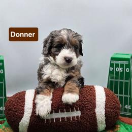 Donner- Brown collar - Blue merle male Bernedoodle puppy in Summerville, South Carolina from Channys Doodles