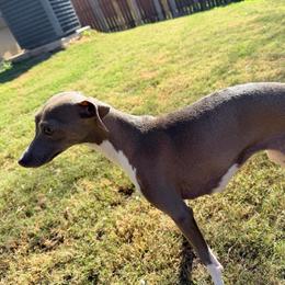 Dolce - Italian Greyhound