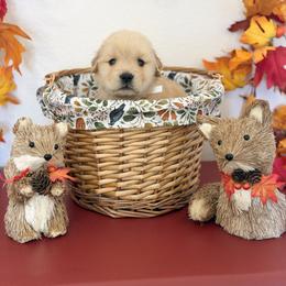 Ms White - Golden female Golden Retriever puppy in Overton, Nevada from Sinfully Sweet Kennel