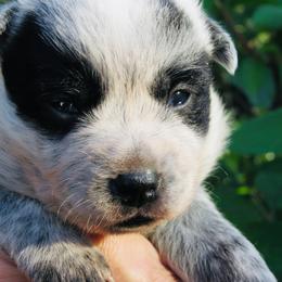 Annie - Blue mottled female Australian Cattle Dog puppy in Redding, California from Macushla Kennel