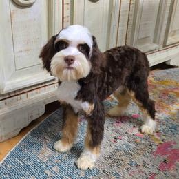 Valor - Cavapoo