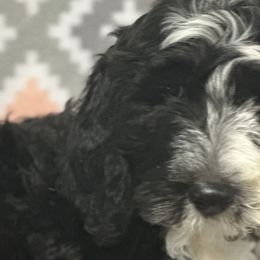 Boy 2 - Black and white Sheepadoodle puppy in Franklin, Texas from Cross Doodles