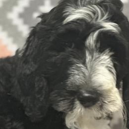 Boy 2 - Black and white Sheepadoodle puppy in Franklin, Texas from Cross Doodles