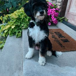Roxy - Bernedoodle
