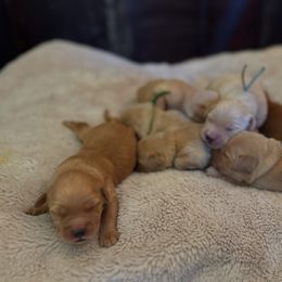 Golden Retriever Puppies from Apple Country Retrievers