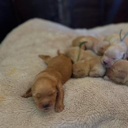 Golden Retriever Puppies from Apple Country Retrievers