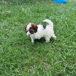 Dusty - Brown and white male Cockapoo puppy in Moulton, Iowa from Shondel Puppy Paws