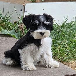 Maggie - Parti female Miniature Schnauzer puppy in Paradise, Utah from Highbornschnauzers