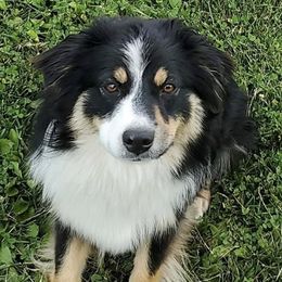 Sila  - Miniature Australian Shepherd