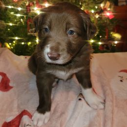 Rocket - White and red male Border Collie puppy in Watsontown, Pennsylvania from Kate Gresham