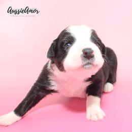 Black Bi 2 Blue eyes - Black & white female Miniature Australian Shepherd puppy in Pinehurst, Texas from Aussie Amor