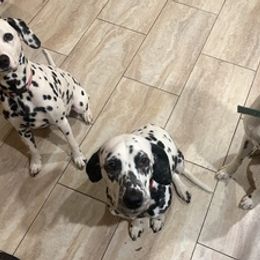 Dalmatians from Nancy's Dalmatians