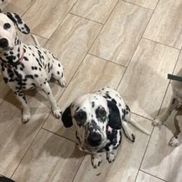 Dalmatians from Nancy's Dalmatians