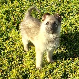 German Shepherds and Pembroke Welsh Corgis from Ruby's Corgi's