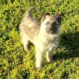 German Shepherds and Pembroke Welsh Corgis from Ruby's Corgi's