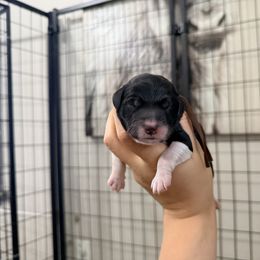 Frosty (Brown Band) - Tri-color male Labradoodle puppy in Plainfield, New Jersey from Caris Paws Poodles and Labradoodles