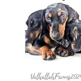 Breeze - Dachshund