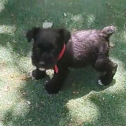 Petunia ❤️ Red Collar Female ❤️ - Black Miniature Schnauzer puppy in Templeton, California from Zion Miniature Schnauzers