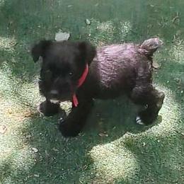 Petunia ❤️ Red Collar Female ❤️ - Black Miniature Schnauzer puppy in Templeton, California from Zion Miniature Schnauzers