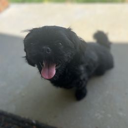 Snow - Shih Tzu