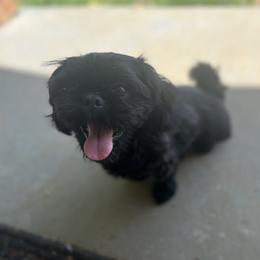 Snow - Shih Tzu