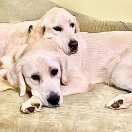 Goldendoodles and Golden Retrievers from Golden Puppies USA