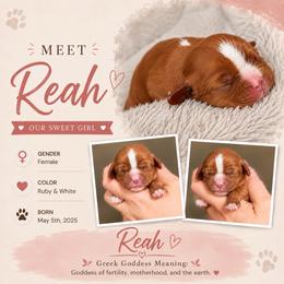 Reah - Ruby female Cavalier King Charles Spaniel puppy in Smithfield, Utah from Bella Notte Cavaliers