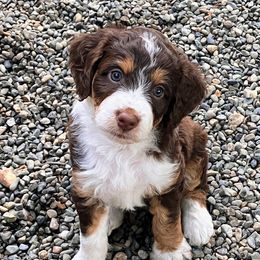 Aussiedoodle Puppies from Sand Creek Ranch Aussiedoodles