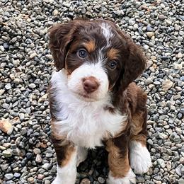 Aussiedoodle Puppies from Sand Creek Ranch Aussiedoodles