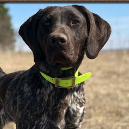 German Shorthaired Pointers from Susan's German Shorthaired Pointers