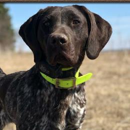 German Shorthaired Pointers from Susan's German Shorthaired Pointers