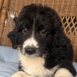 Harry - Black tri-color male Aussiedoodle puppy in Rochester, Massachusetts from Harmony Hill Doodles