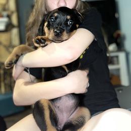 Rottweiler Puppies from Vom Arnold-Hause Rottweilers