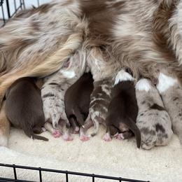 Australian Shepherd, Miniature American Shepherd, Miniature Australian Shepherd, and Toy Australian Shepherd Puppies from Painted Blue Aussies