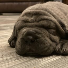 Neapolitan Mastiff Puppies from Battle Born Neos