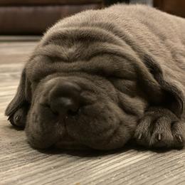Neapolitan Mastiff Puppies from Battle Born Neos
