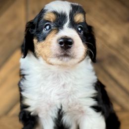 Aussiedoodle, Miniature Australian Shepherd, and Poodle Puppies from Classic K9’s  Aussies & Doodles