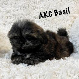 AKC Basil - Brindle female Shih Tzu puppy in Greenville, South Carolina from Babyface Shih Tzu
