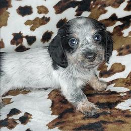 ROCKO - BLACK And TAN PIE LH - Piebald male Dachshund puppy in Swink, Oklahoma from Palali Farm
