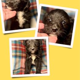Diamond - Black female Golden Aussiedoodle puppy in Bluefield, Virginia from Love on a Leash