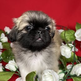 Pekingese Puppies from Crawford Ranch Canines