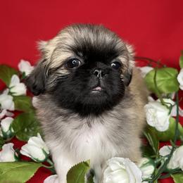Pekingese Puppies from Crawford Ranch Canines