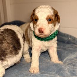 Boy 3 - Brown and white male Bernedoodle puppy in Cocoa, Florida from The Beach Doodles