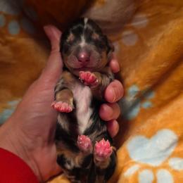 Dapple boy - Dapple male Dachshund puppy in West Plains, Missouri from Spring Creek Dachshunds