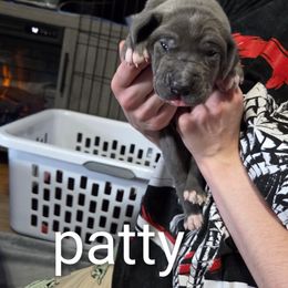 Peppermint Patty - Blue female Great Dane puppy in Rockford, Michigan from Apollo's Great Danes (AGD's)