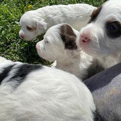 English Setter Puppies from English Setter Farms