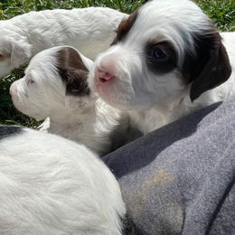 English Setter Puppies from English Setter Farms