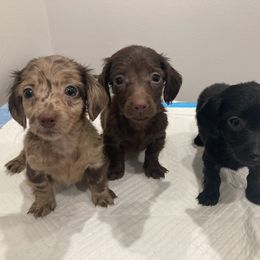 Dachshund and Pug Puppies from Wiggle'n V Ranch